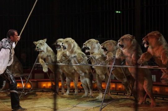 circo leones